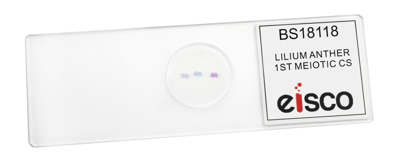 Lilium Anther, 1st Meiotic Division - Microscope Slide - 75x25mm
