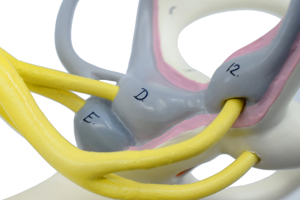 Inner Ear Labyrinth Model - 16X Life Size - Sectioned Cochlea - Designed by Medical Professionals & Hand Painted