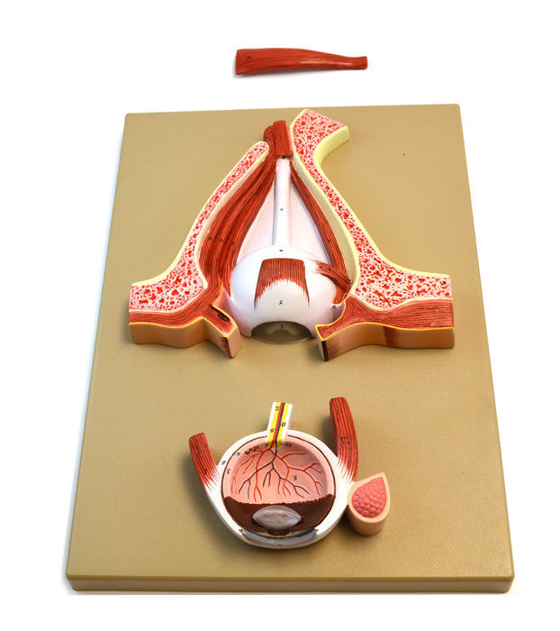Eisco Double-Sided Human Eye Model, 5 Sections