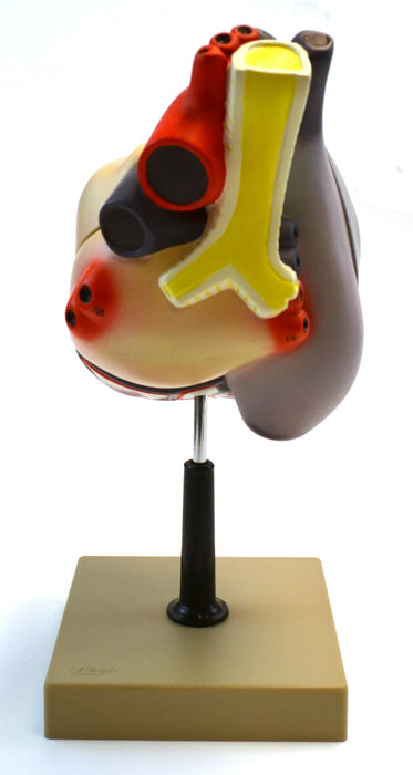 Eisco 2x Life-Size Human Heart Model, 3 Parts