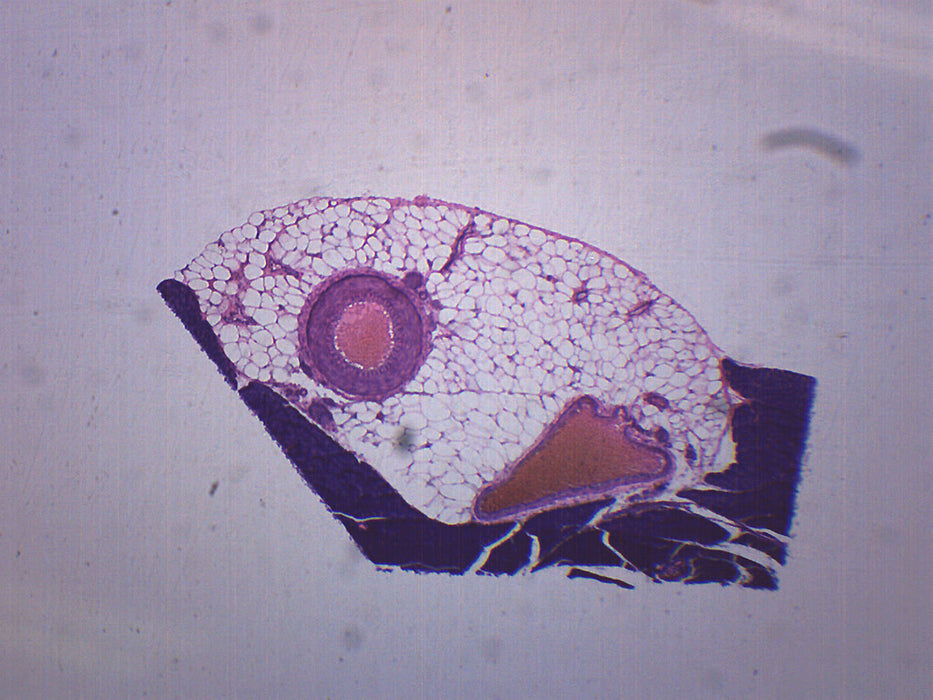 Artery, Vein & Nerve - Cross Section - Prepared Microscope Slide - 75x25mm