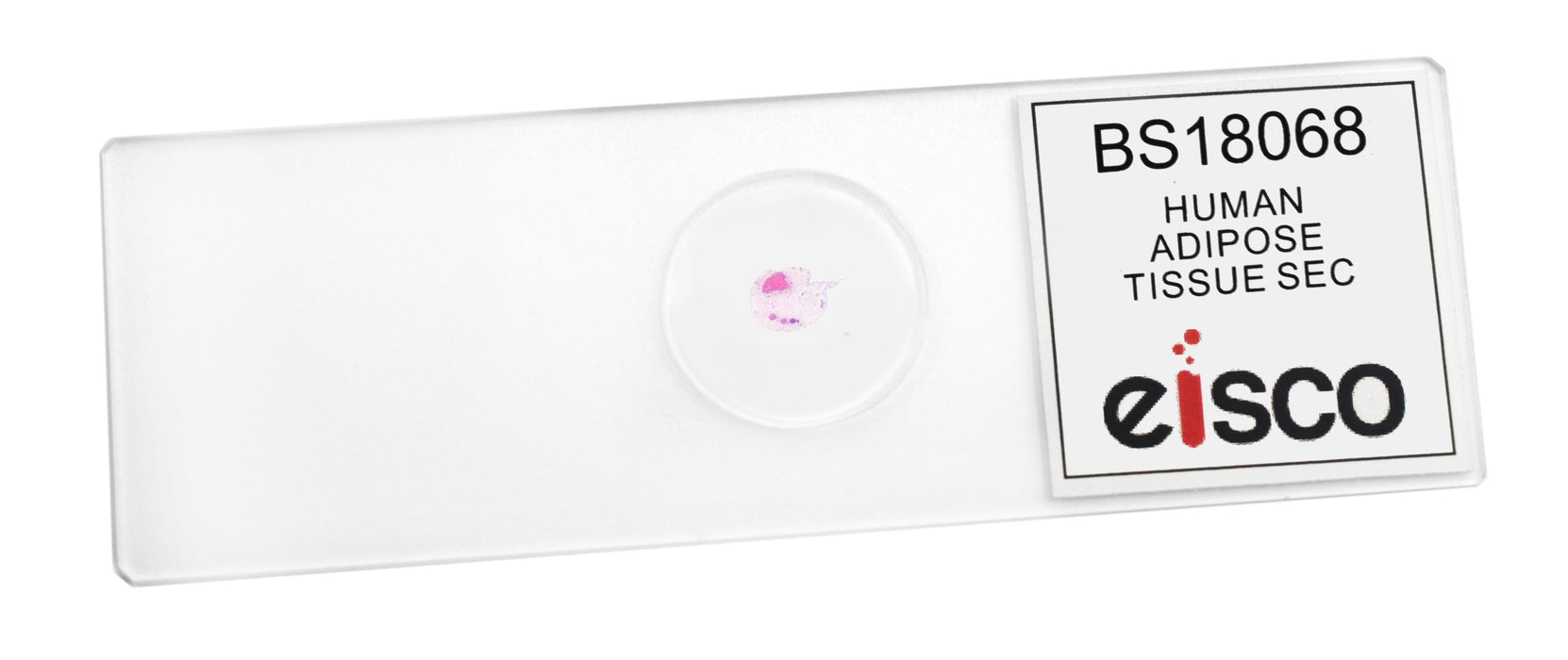 Adipose Tissue Section, Human - Prepared Microscope Slide - 75x25mm