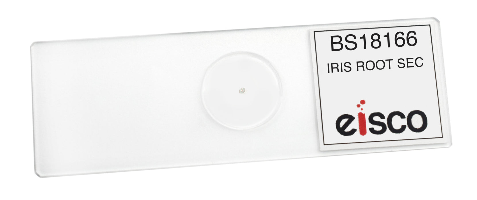 Iris Root, Typical Monocot - Cross Section - Prepared Microscope Slide - 75x25mm