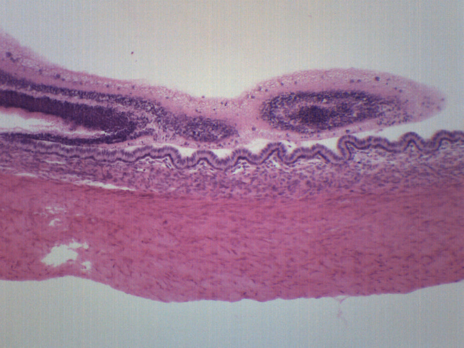 Mammalian Retina And Tapetum - Cross Section - Prepared Microscope Slide - 75x25mm