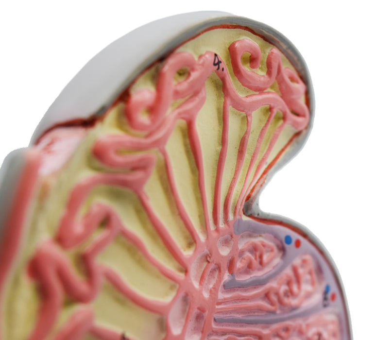 Human Testicle Model, Three Dimensional, with Hand Painted Details - Mounted on Stand, 9" tall - Eisco Labs