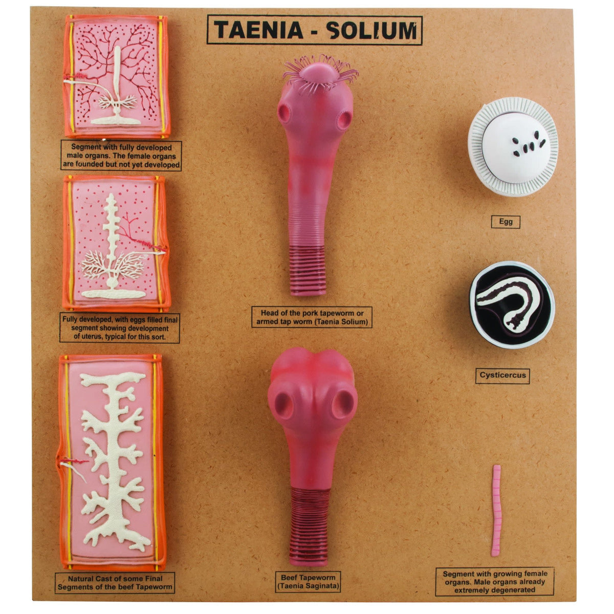 Comparative Tapeworm Model - Developmental Anatomy - Mounted on 18