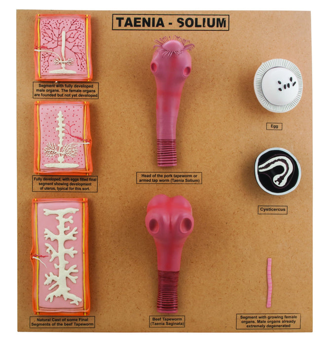 Comparative Tapeworm Model - Developmental Anatomy - Mounted on 18"x20" Wood Base - Hand Painted- Eisco Labs