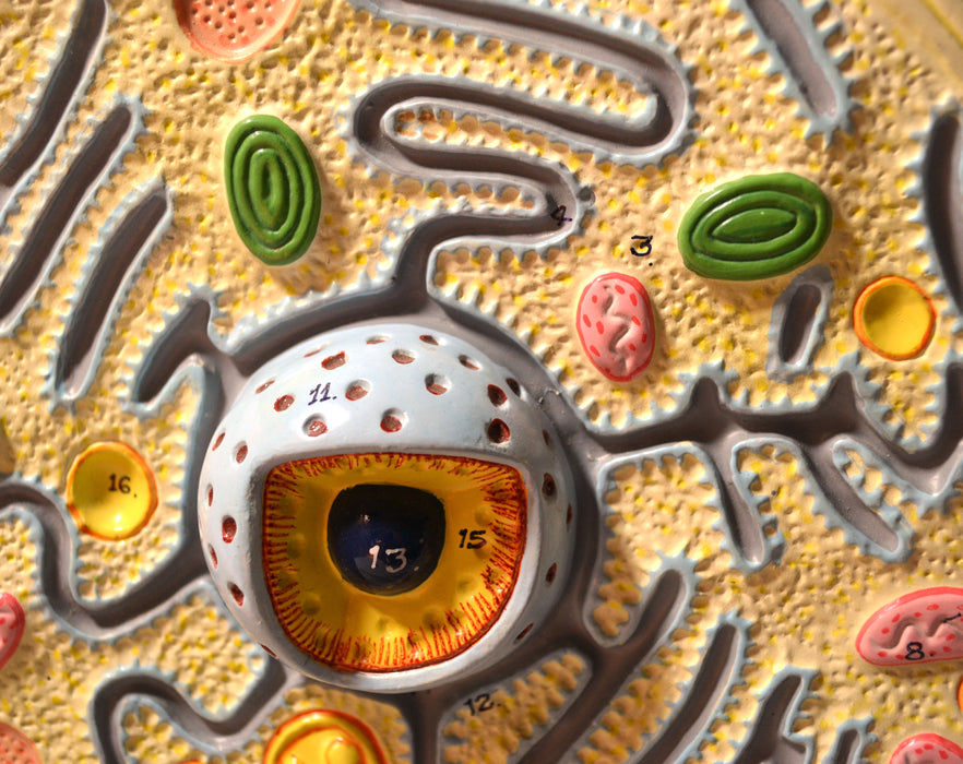Plant Cell Model, Attached to Base - Cell Diameter 8", Cell Height 10", Electron Microscope Structure - Eisco Labs