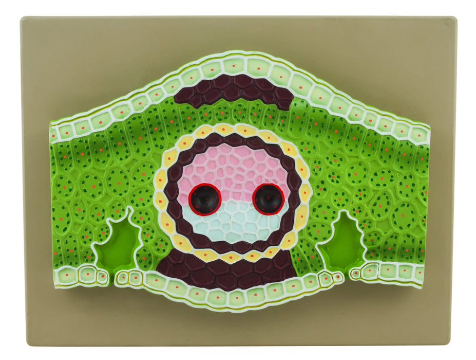 Monocot Leaf Model, Vertical Section, 13" x 10" - 300x Magnified - Eisco Labs