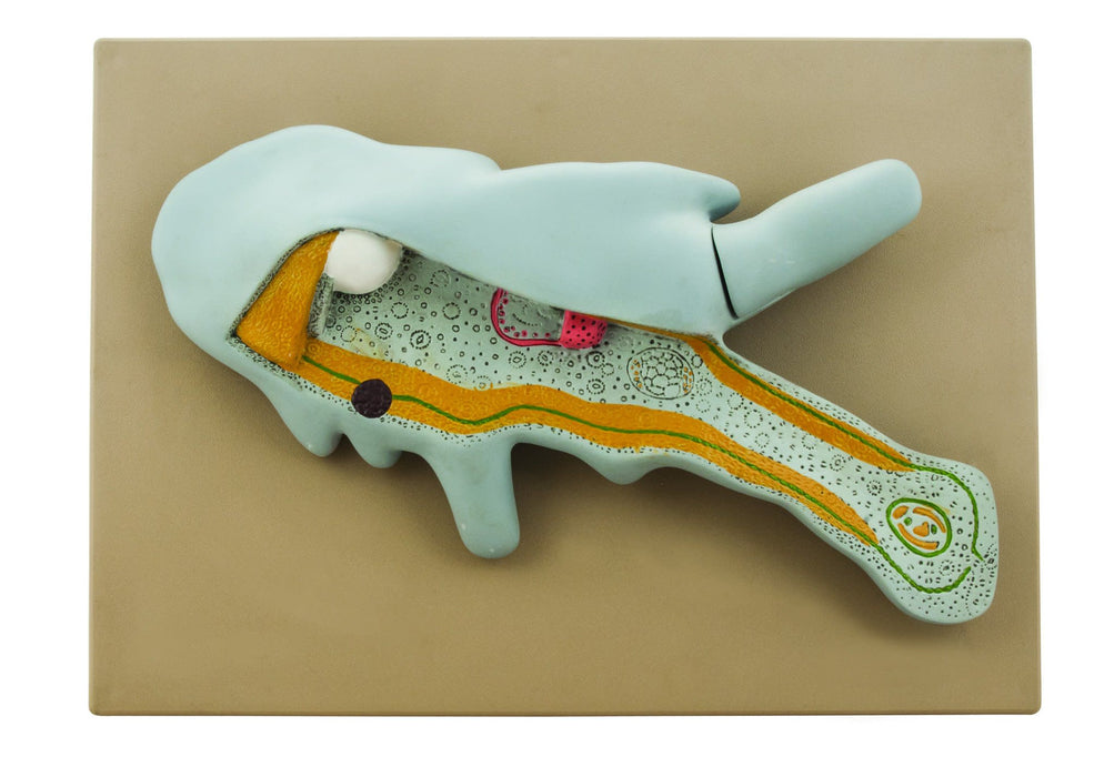 EISCO Amoeba Model