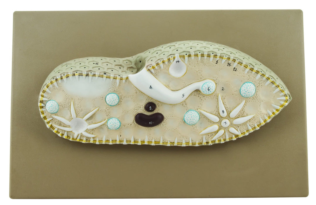 Paramecium Model, Three Dimensional, Sectional View  with Hand Painted Details - Mounted on Base, 15" x 9.5" - Eisco Labs