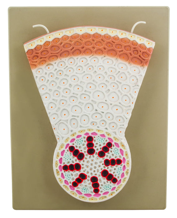 Monocot Root Model - Transverse Section - Precise Hand Painted Details - Labeled with Included Key Card - Mounted on Base - Eisco Labs