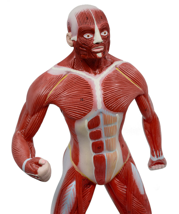 Eisco Human Muscular Body Anatomical Model, 1/4 Life-Size