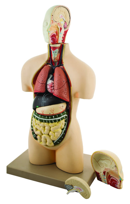 Eisco Half-Size Human Torso Model with Dissectable Head, 11 Parts