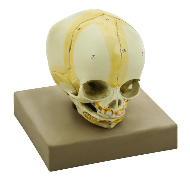 Eisco Life-Size Infant Human Skull Model with Articulated Mandible