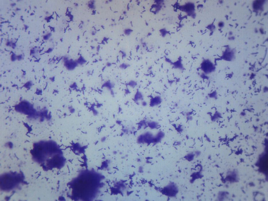 Human Mouth Bacteria - Wholemount - Prepared Microscope Slide - 75x25mm