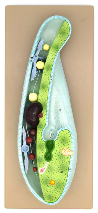 Slipper Animalcule Paramecium Model, Three Dimensional, Sectional View with Hand Painted Details and Removable Parts - Mounted on Base, 18" x 8" - Eisco Labs