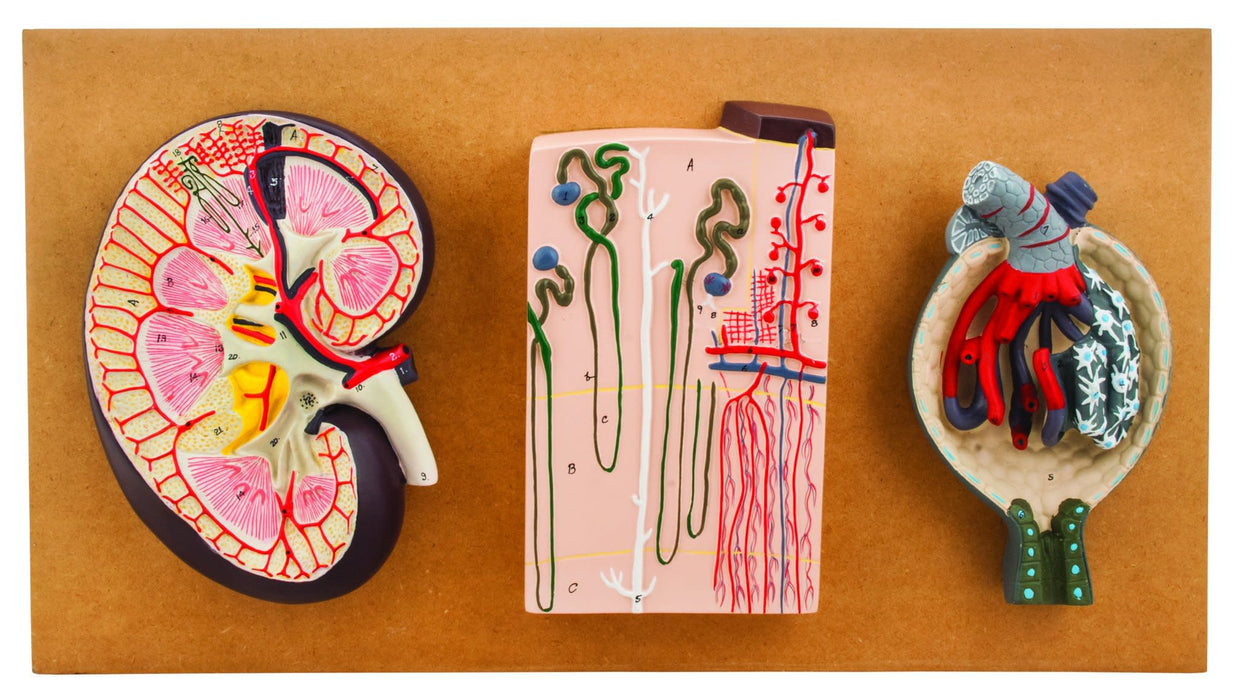 Eisco Life-Size Human Kidney Model, 3 Sections