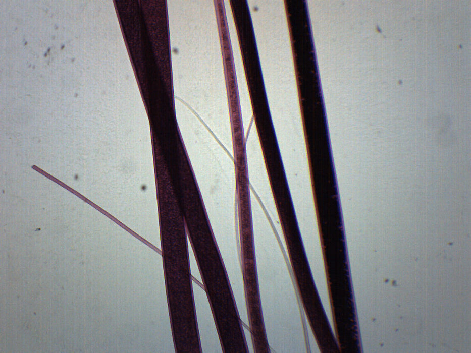 Wool - Prepared Microscope Slide - 75x25mm