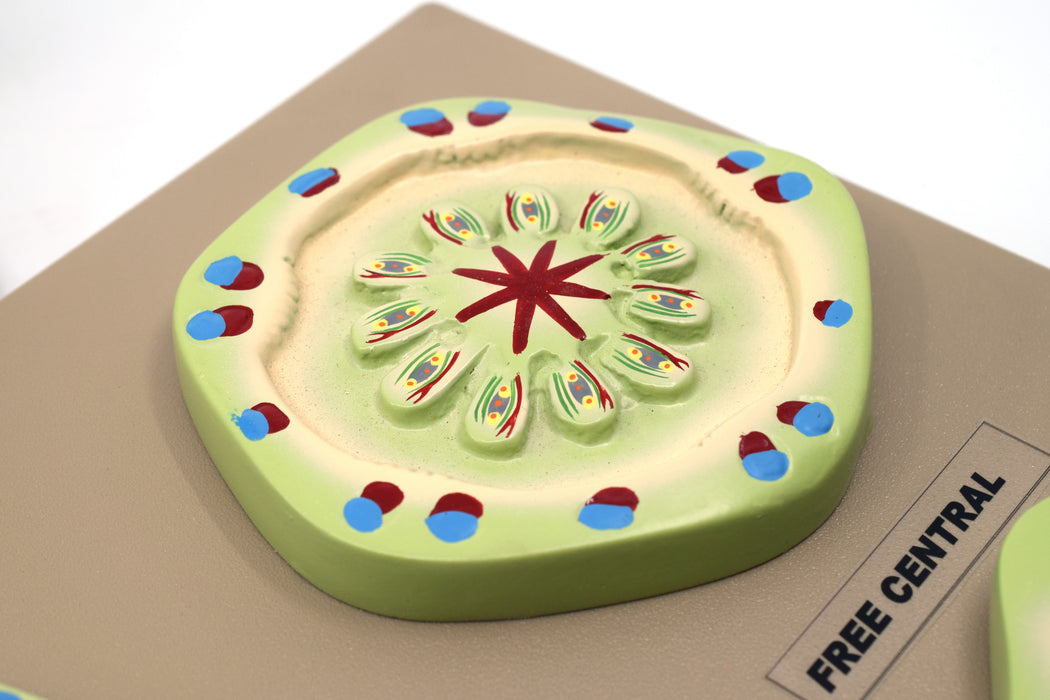 Placentation Types in Flowering Plants - 6 Models Mounted on 16"x12" Base