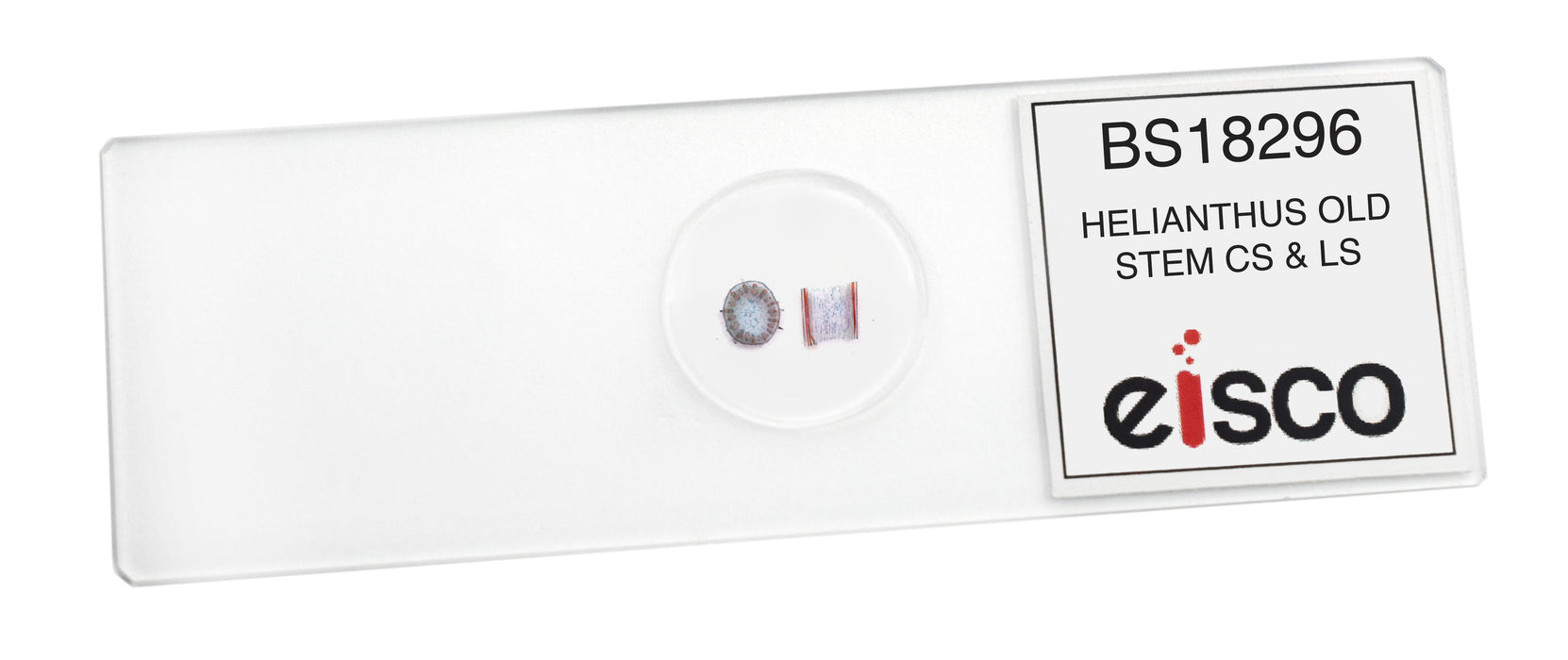 Helianthus, Old Stem - Cross Section & Longitudinal Section - Prepared Microscope Slide - 75x25mm