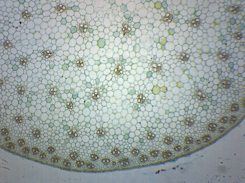 Zea Mays Stem - Cross Section - Prepared Microscope Slide - 75x25mm ...