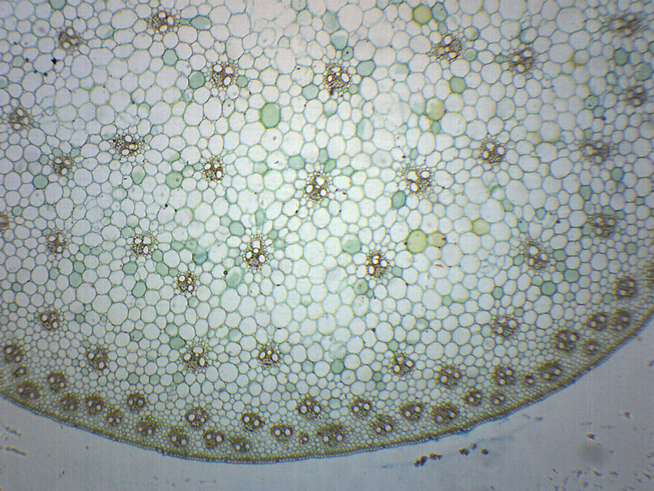 Zea Mays Stem - Cross Section - Prepared Microscope Slide - 75x25mm