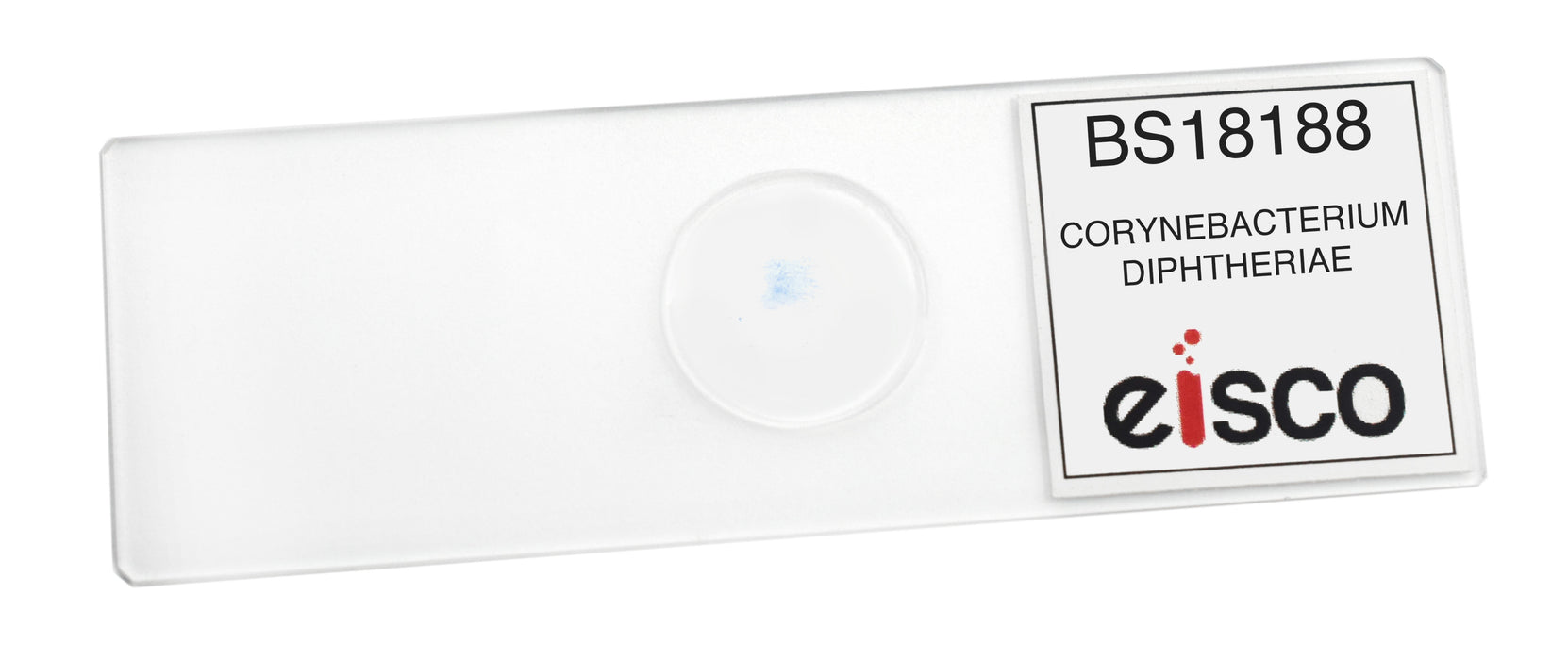 Corynebacterium Diphtheriae - Prepared Microscope Slide - 75x25mm