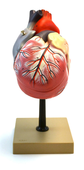 Eisco 2x Life-Size Human Heart Model, 3 Parts