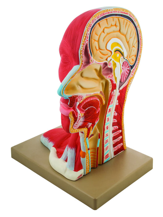 Eisco Life-Size Human Head Model, Median Section