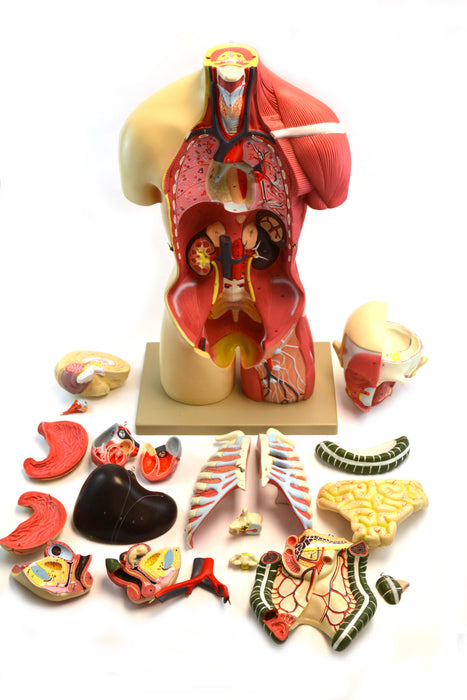 Eisco Life-Size Premium Human Torso with Muscles and Open Back, 19 Parts