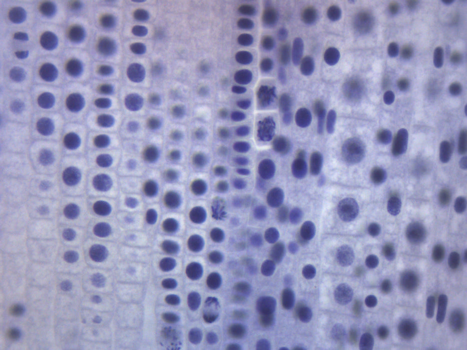 Ascaris & Onion Mitosis - Prepared Microscope Slide - 75x25mm