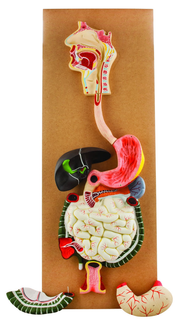 EISCO Hand-Painted Human Digestive System Model – 2-Part, Detachable Transverse Colon – With Key Card For Grades 8-16, Ages 13-21