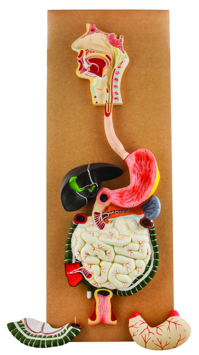 Eisco Labs Human Digestive System Model, Life Size, 32" Tall, 3 Parts with Removable Half of Stomach and Transverse Colon