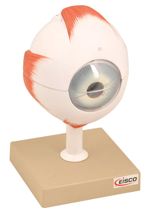 Human Eye Model - Enlarged 5X Life Size - 6 Parts - Hand Painted - Designed by Medical Professionals - Eisco Labs