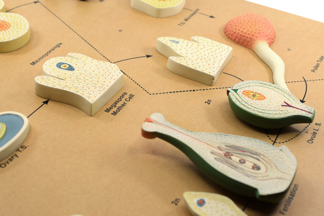 L.H of Angiosperms Model - Three Dimensional - Hand Painted Details, Magnified - Mounted on Base, 24" x 18" x 2" - Eisco Labs