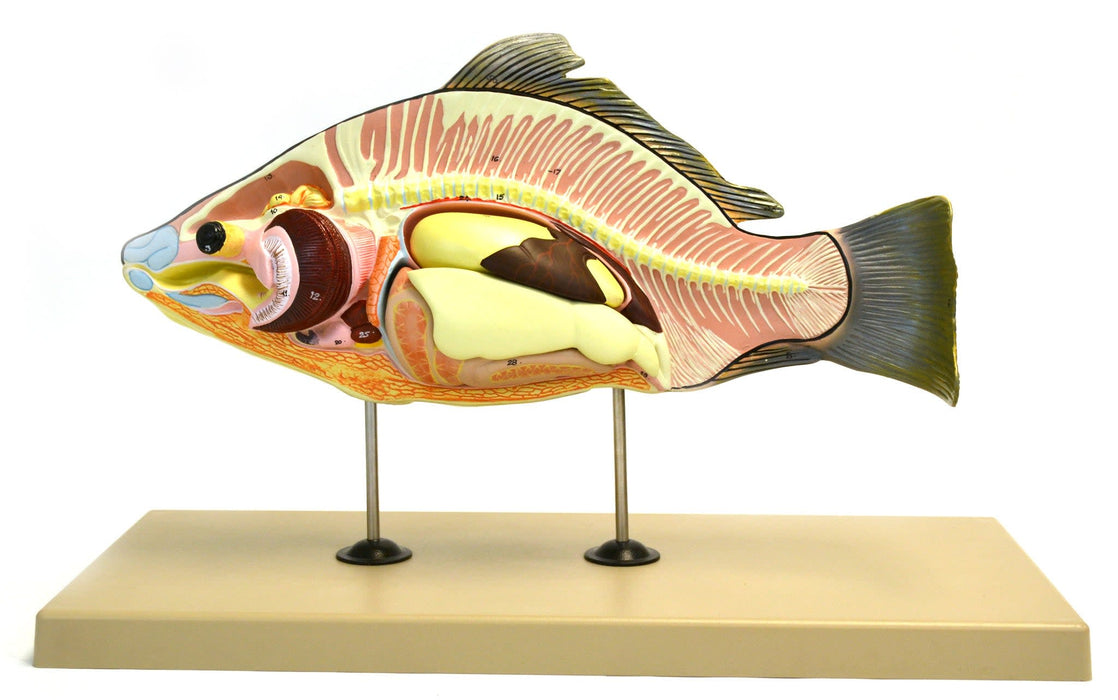 Model, Fish (Carp), 16" Long - Removable Air Bladder, Intestine, Stomach