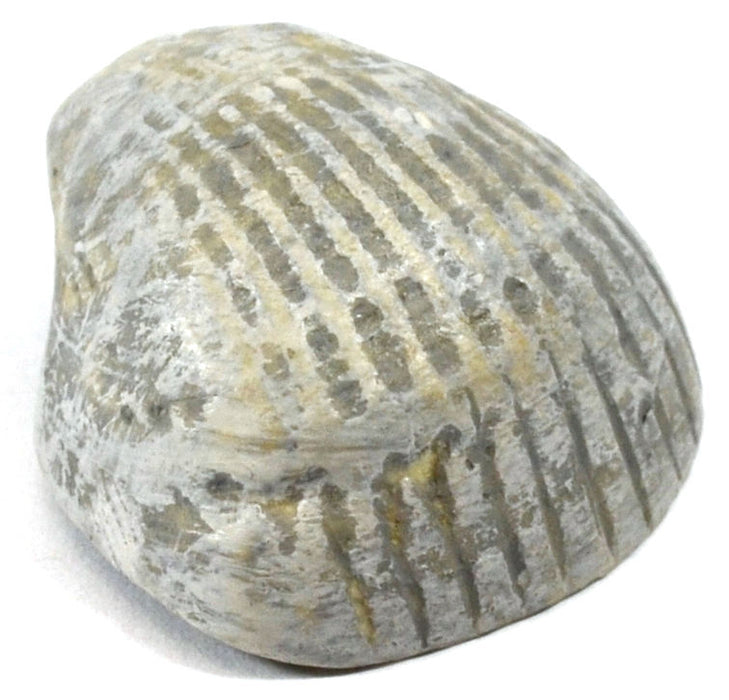 3cm Paleozoic Bivalve Fossil Replica