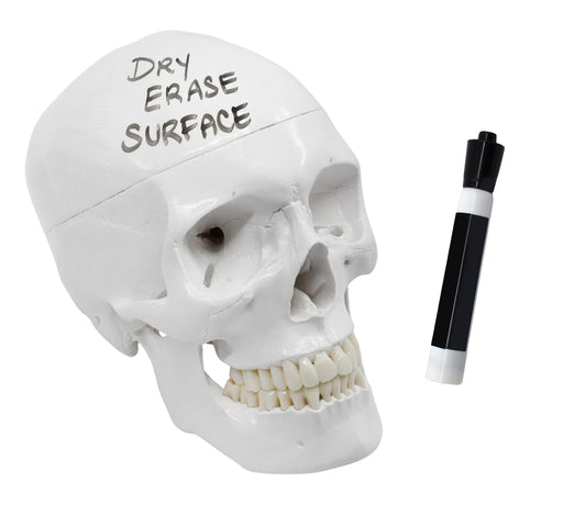 Human Adult Skull Anatomical Model with Dry Erase Surface, 3 Part - Includes Dry Erase Marker