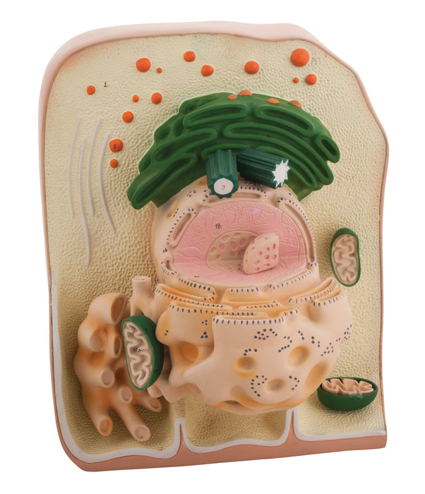 Model Ultra Structure of Cell