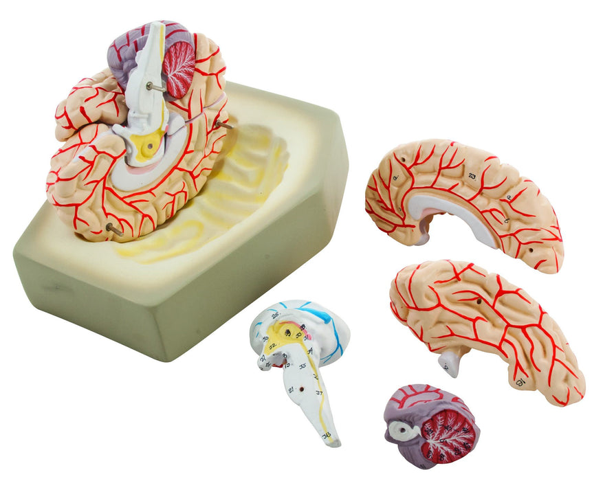 Eisco Life-Size Human Brain Model with Arteries, 8 Parts