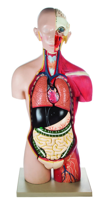 Human Half Muscle Female Torso with Dual Sex - Economy - 17 Parts
