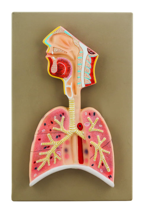 Eisco Labs Human Respiratory System Model, Half Live Size, Longitudinal Section of Head, Throat and Lungs