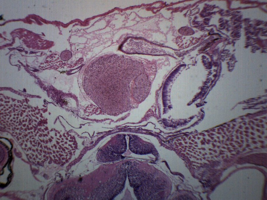 Tadpole Head Region - Cross Section - Prepared Microscope Slide - 75x25mm