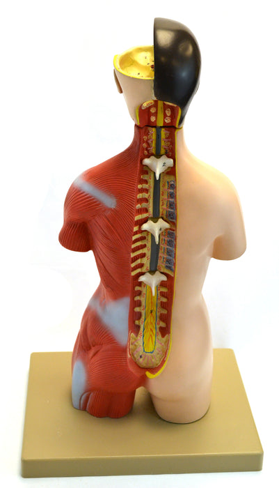 Eisco Adult Half-Size Torso Model with Head, 16 parts