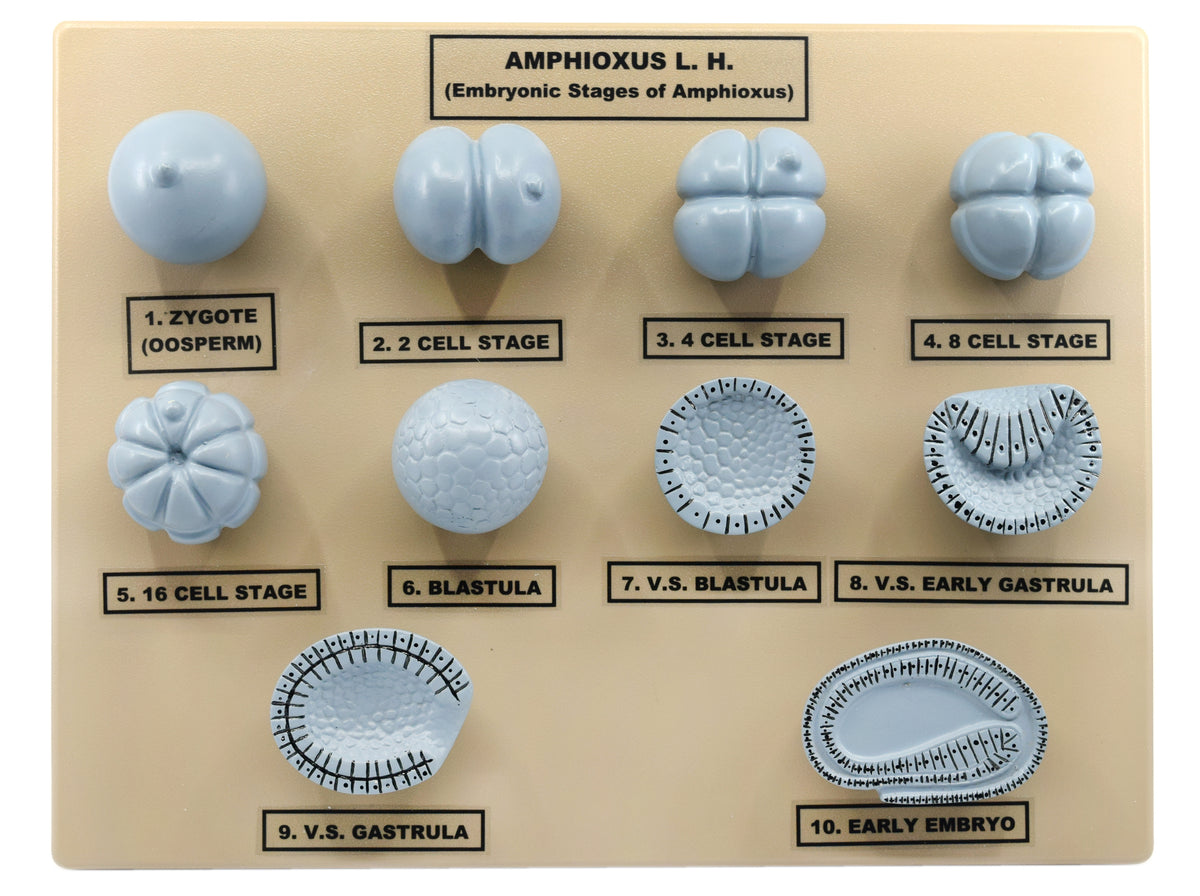 Amphioxus Embryonic Stages Model - Three Dimensional with Hand