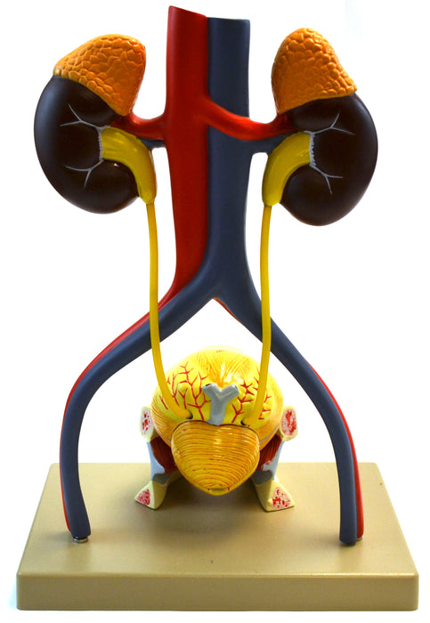 Eisco Life-Size Human Male Urinary System Model, 5 Parts