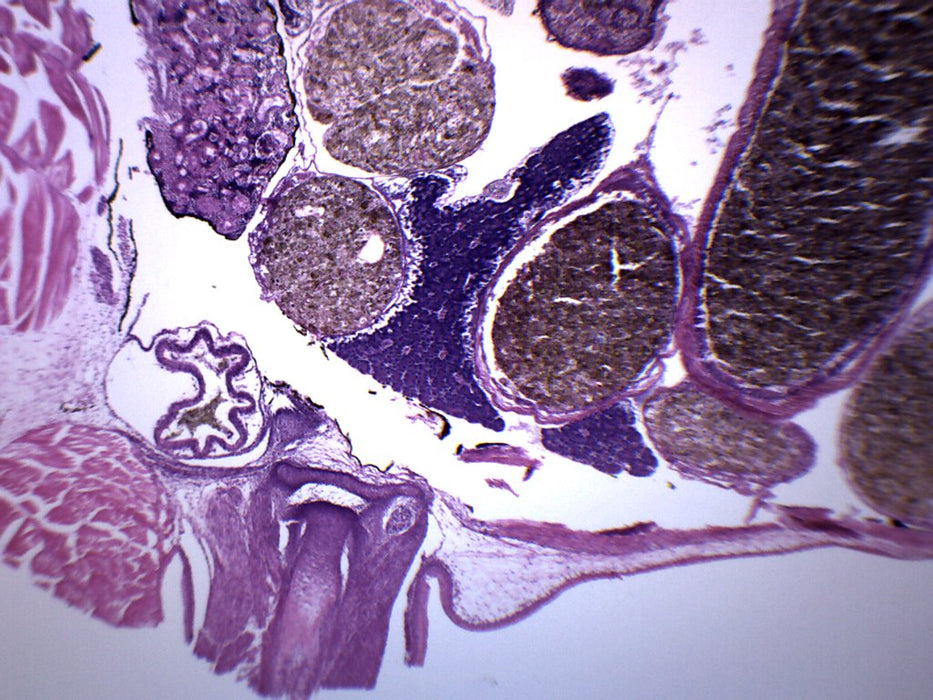 Tadpole Thorax Gills Region - Cross Section - Prepared Microscope Slide - 75x25mm