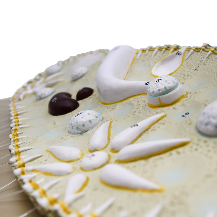 Paramecium Model, Three Dimensional, Sectional View  with Hand Painted Details - Mounted on Base, 15" x 9.5" - Eisco Labs