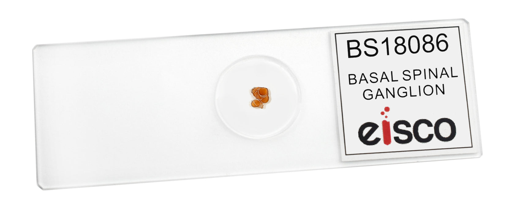 Basal Spinal Ganglion - Prepared Microscope Slide - 75x25mm